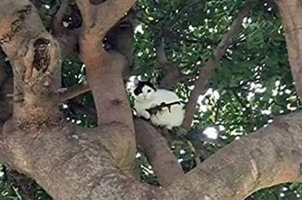 Police Alerted After Cat Is Spotted Up A Tree Armed With A Rifle. [Photos]